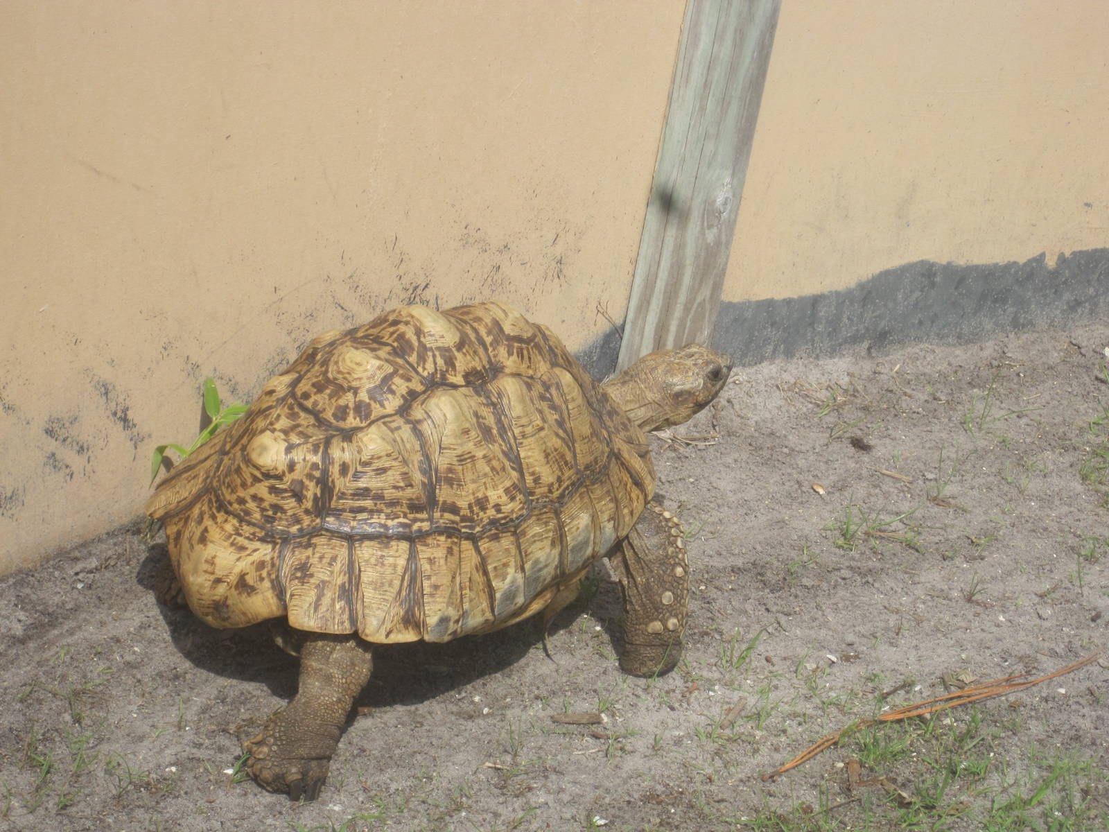 African Oasis- Leopard Tortoise