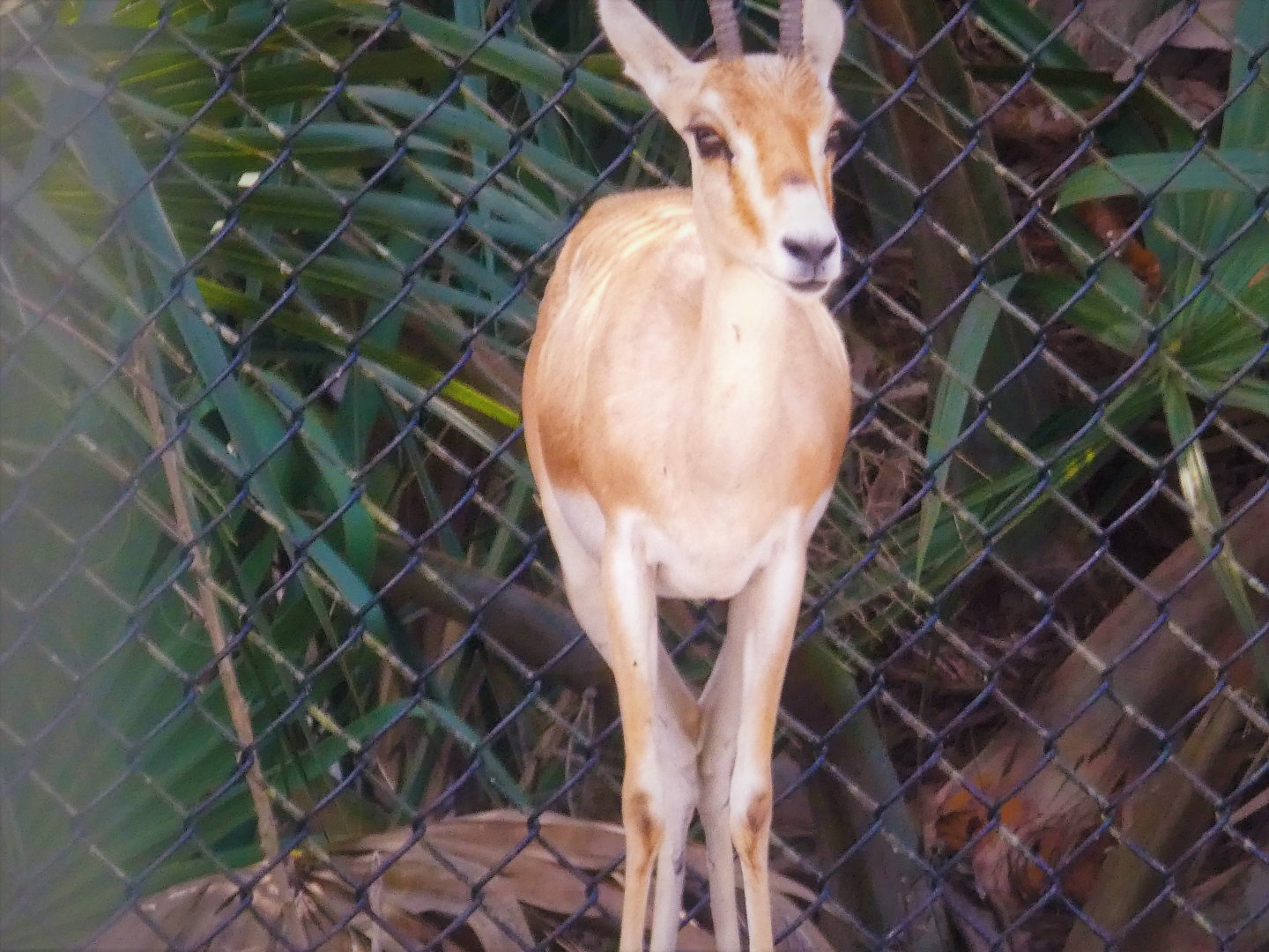 African Oasis - Rhim Gazelle