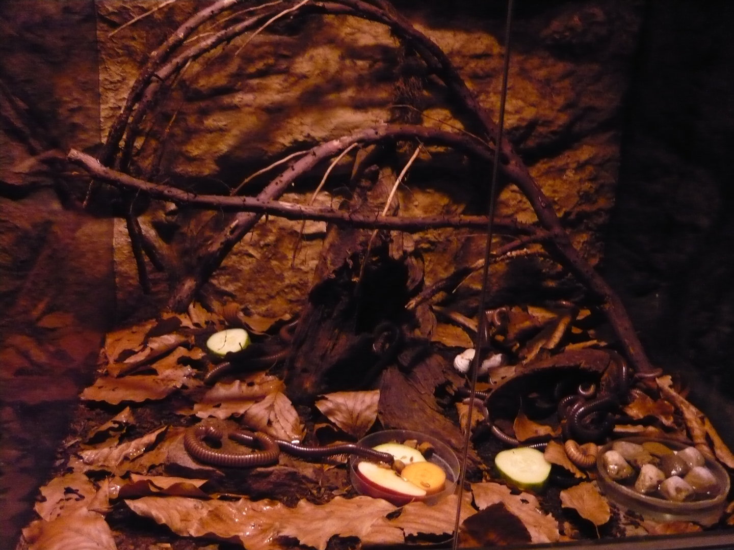African olive millipede (Telodeinopus aoutii) enclosure