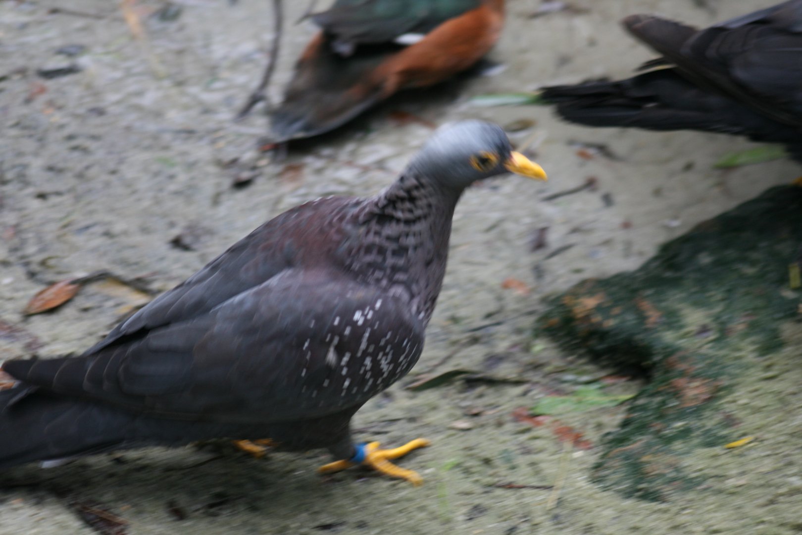 African Olive Pigeon, African Pygmy Goose