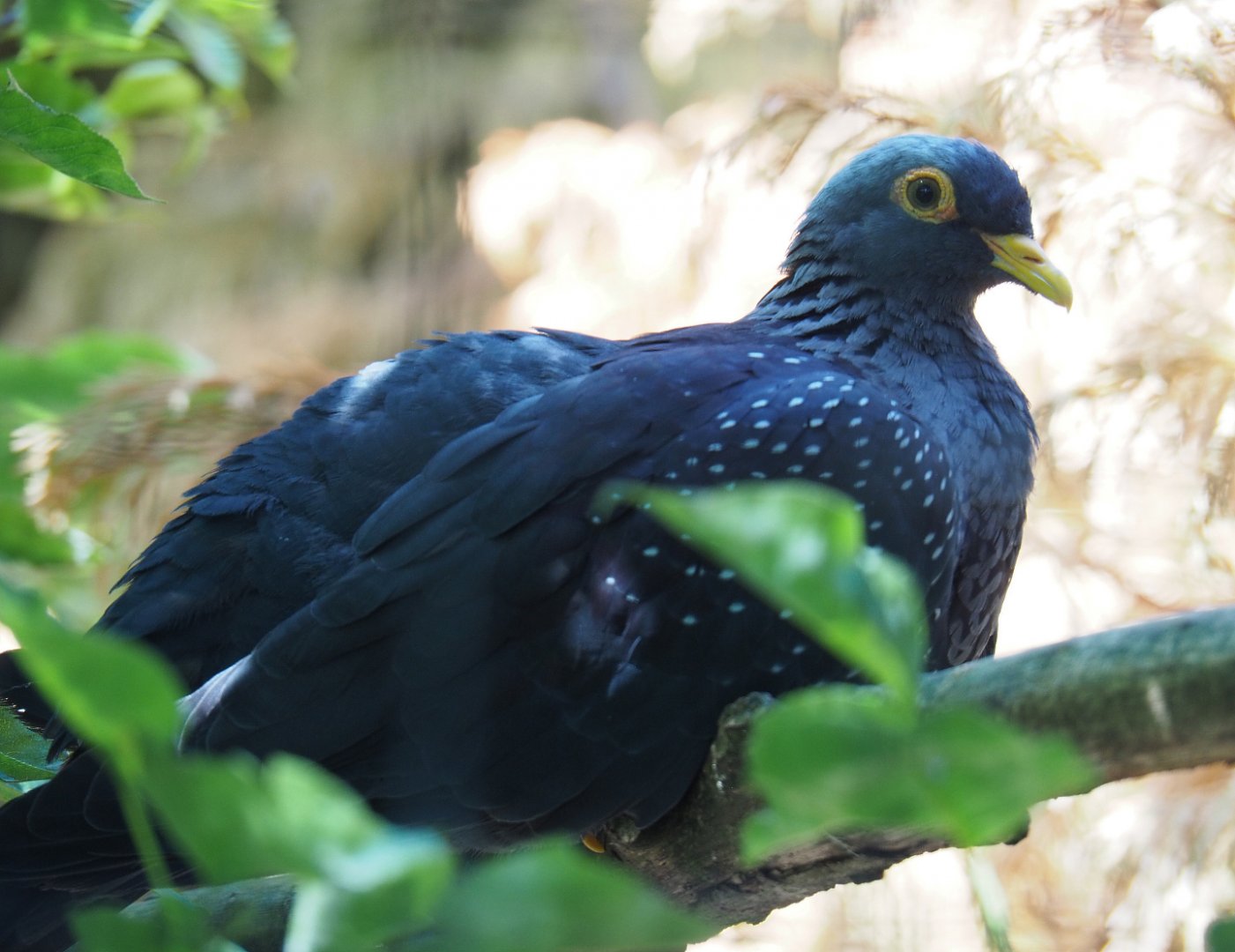 African olive-pigeon (Columba arquatrix), 2019-06-01