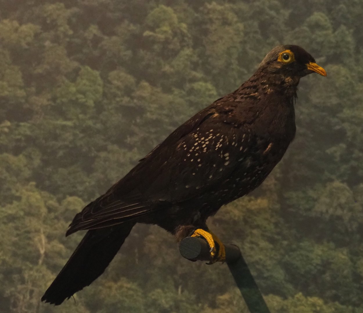 African olive pigeon (Columba arquatrix) specimen, 2021-10-20