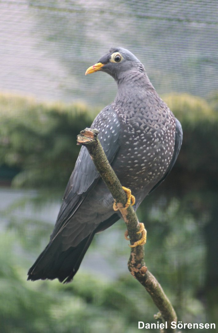 African olive pigeon (Columba arquatrix)