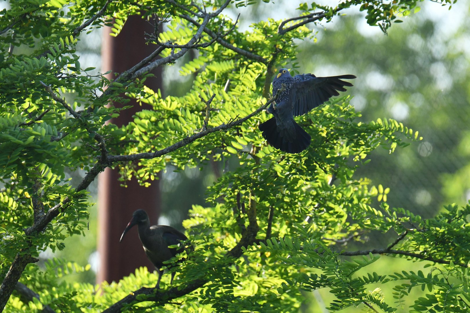 African olive pigeon (Columba arquatrix)