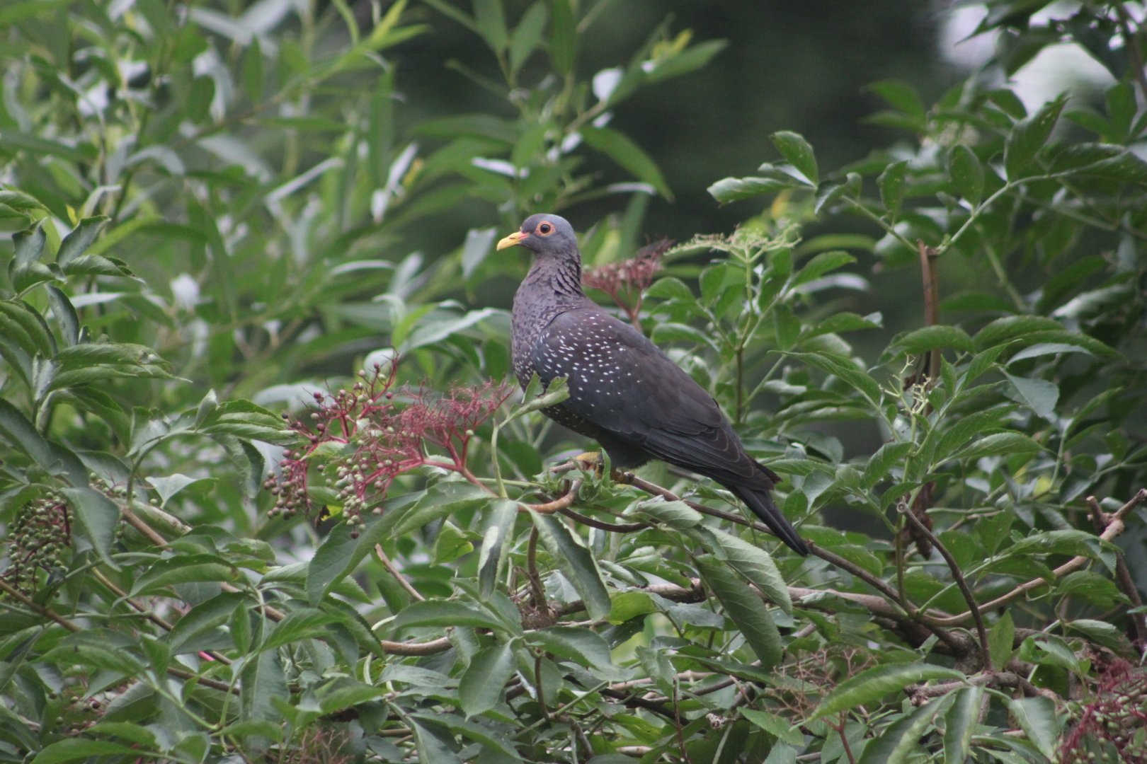 African olive pigeon(Columba arquatrix)