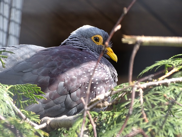 African olive-pigeon (Columba arquatrix)