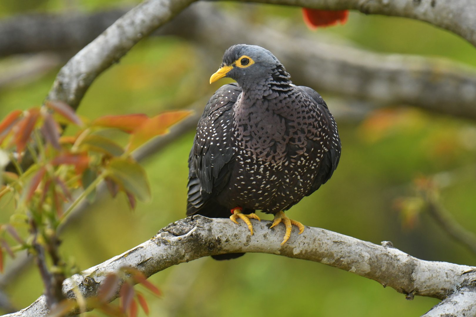 African Olive-Pigeon (Columba arquatrix)