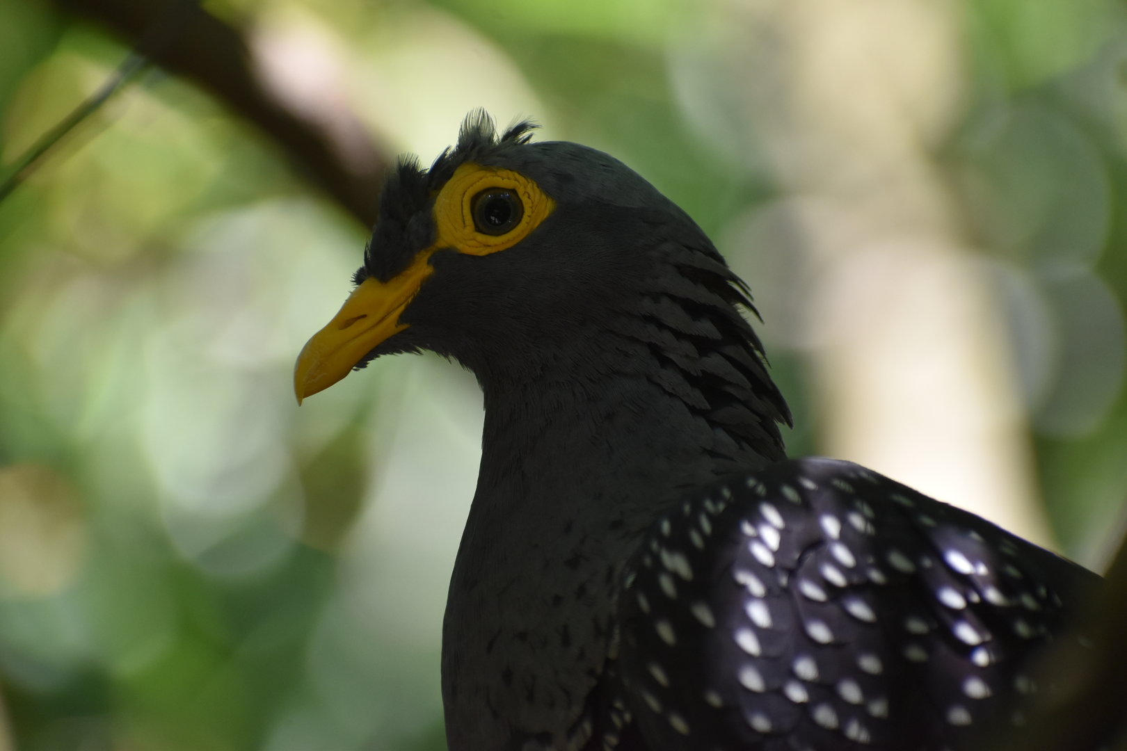 African Olive Pigeon - Columba arquatrix