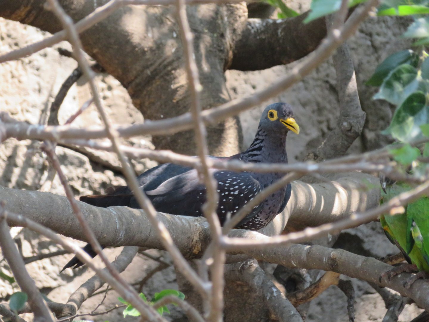 African Olive Pigeon (Columba arquatrix)