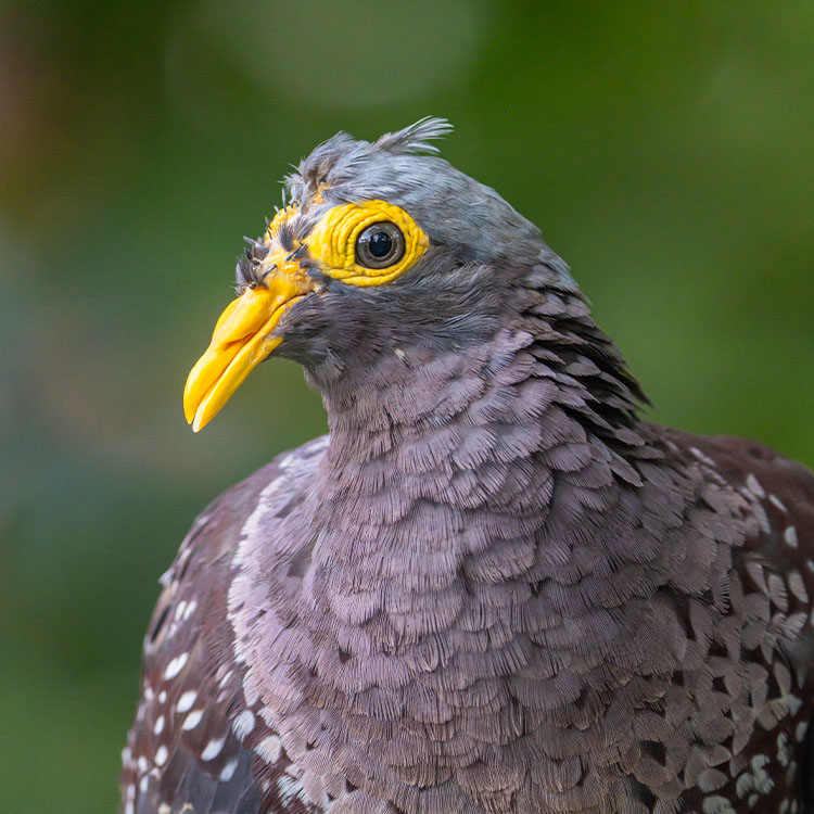 African Olive Pigeon (Columba Arquatrix)