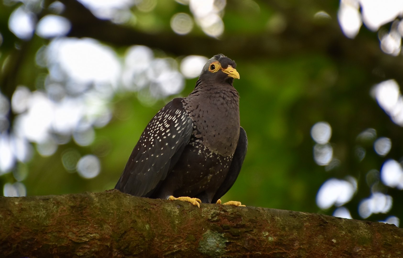 African Olive Pigeon (Columba arquatrix)