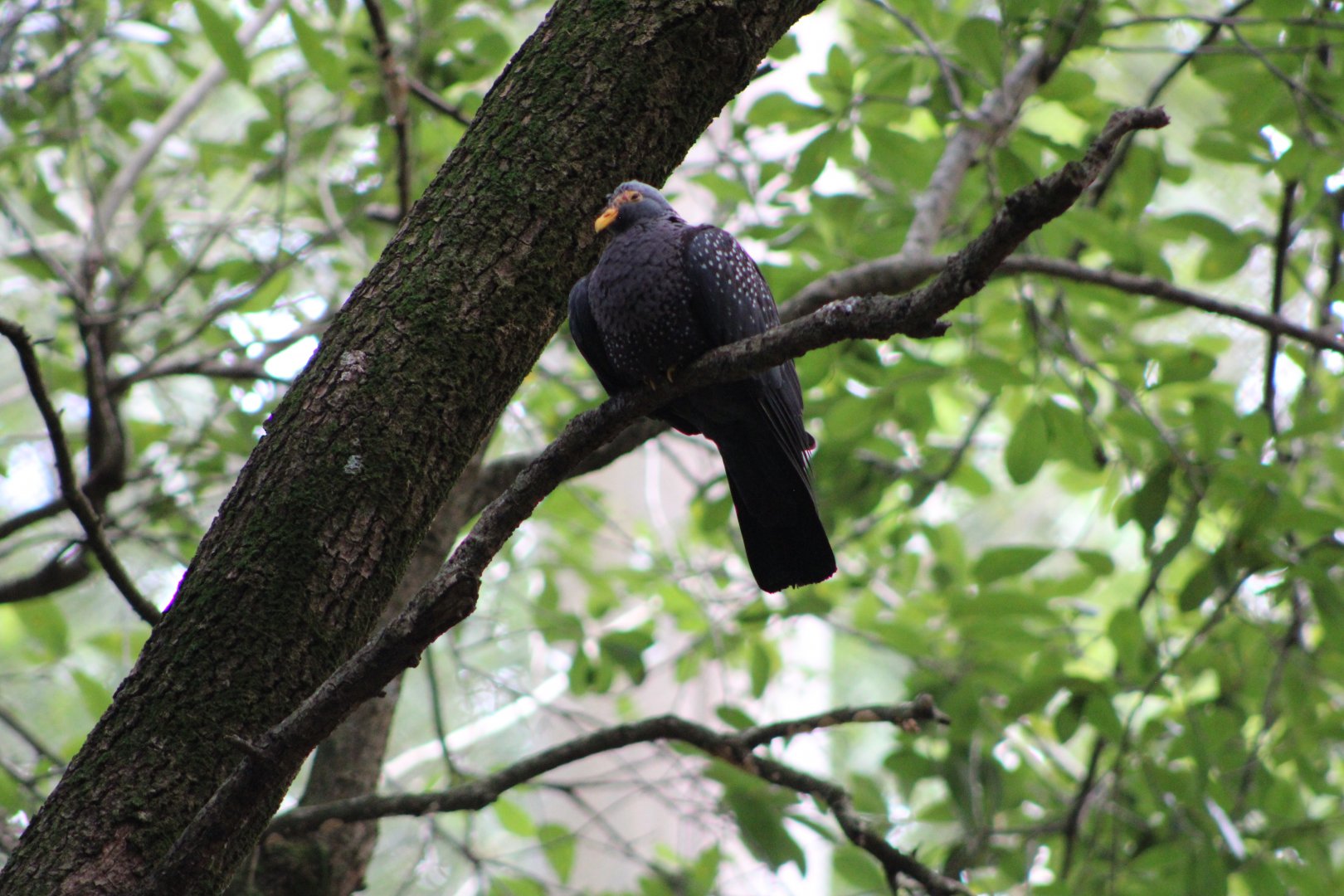 African Olive Pigeon (Columba arquatrix)