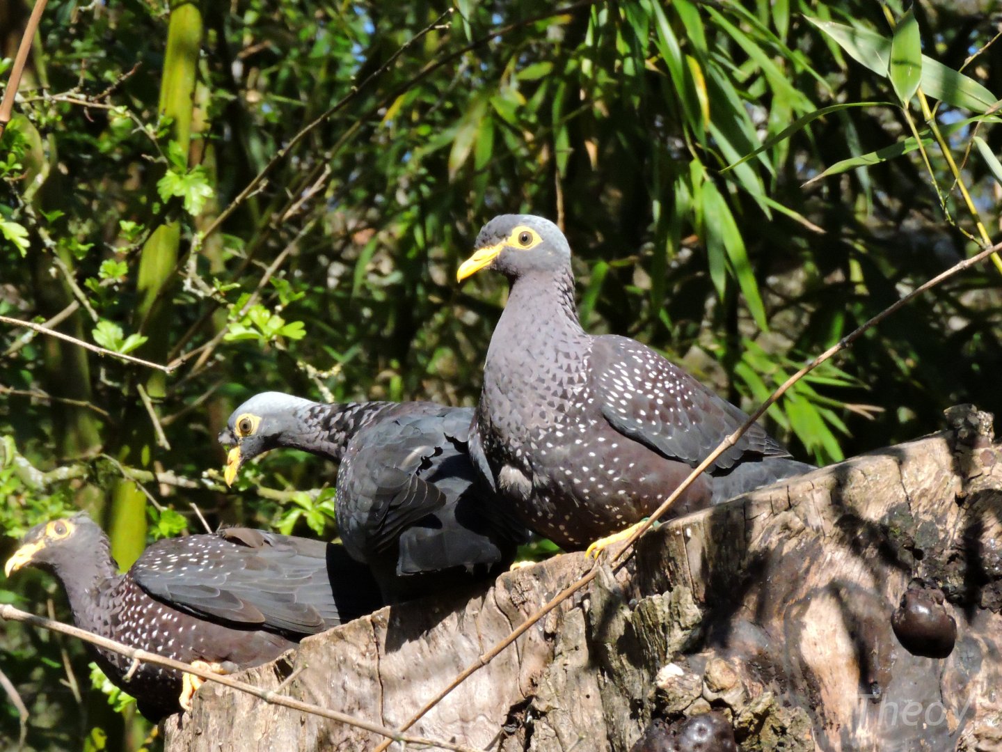 African olive pigeon - Sanctuaire des okapis [2015]