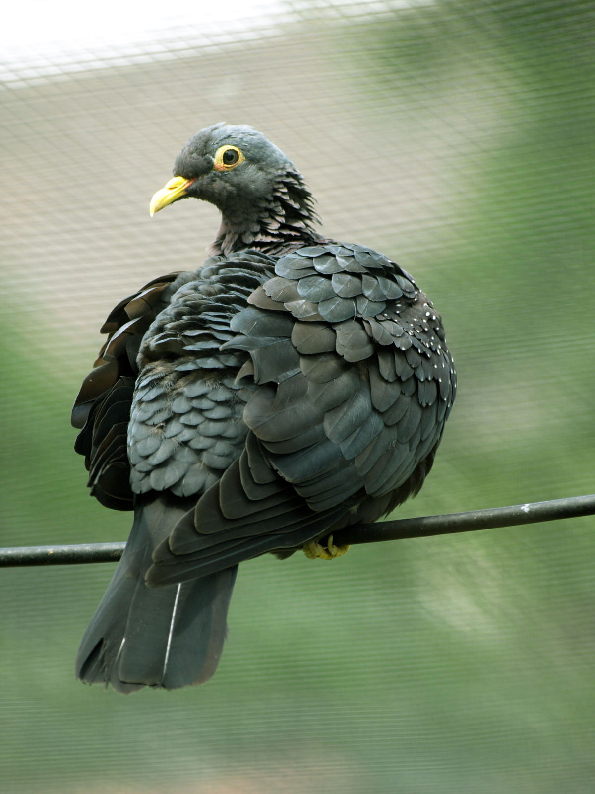 African Olive pigeon