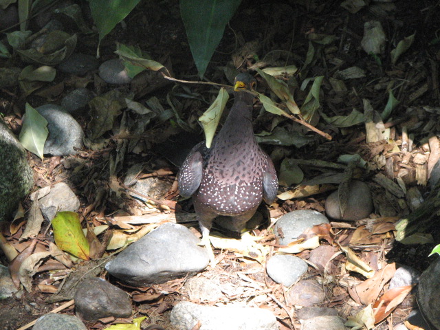 African Olive Pigeon