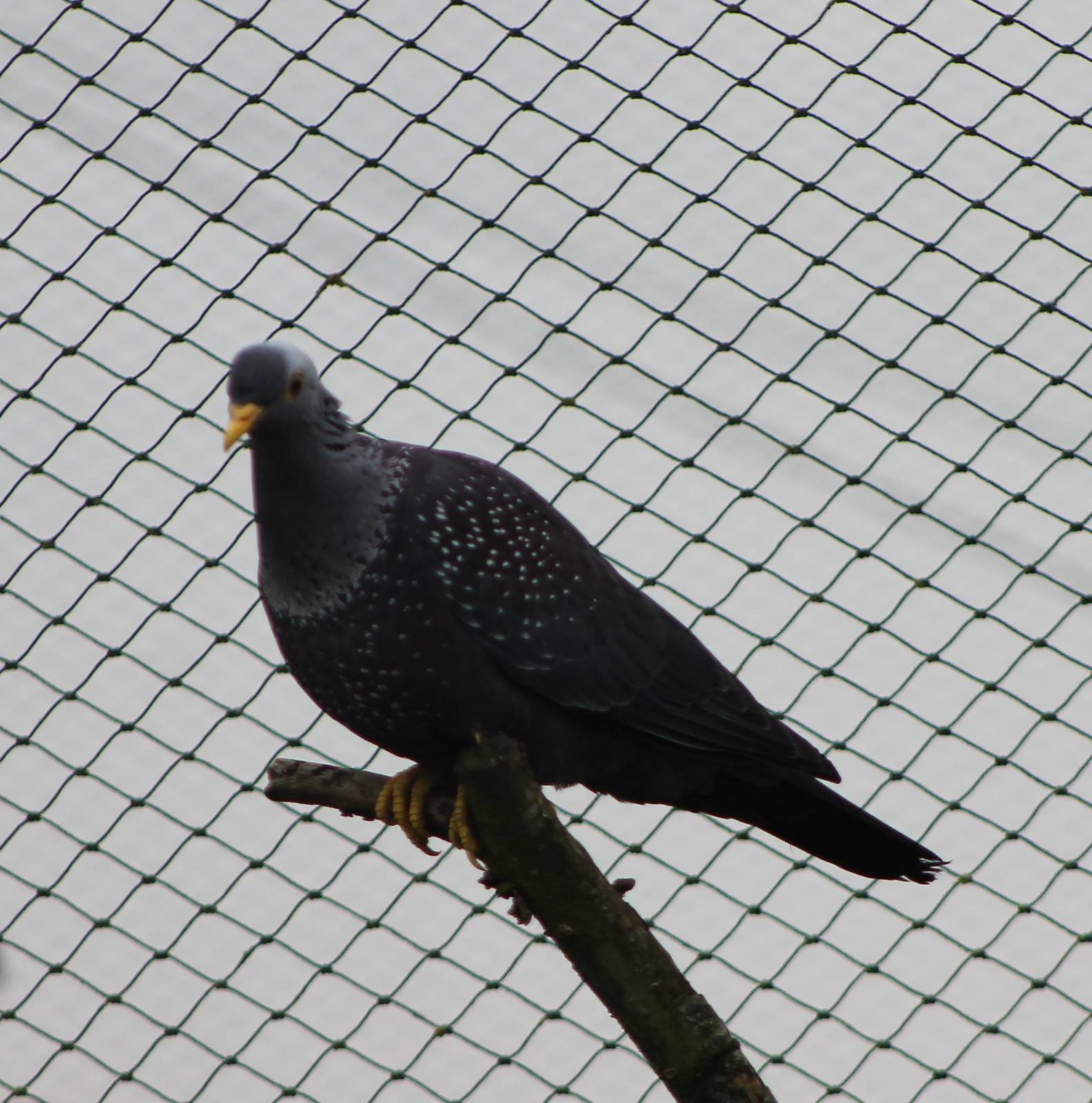 African olive pigeon