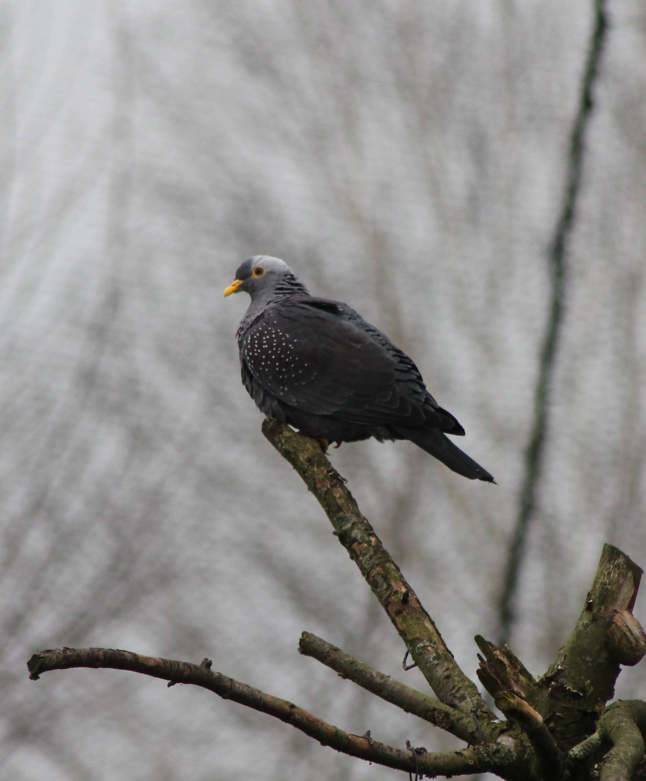 African olive pigeon