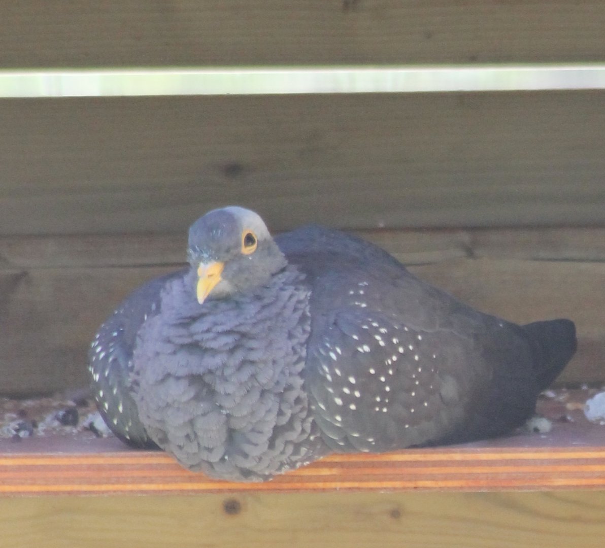 African olive pigeon