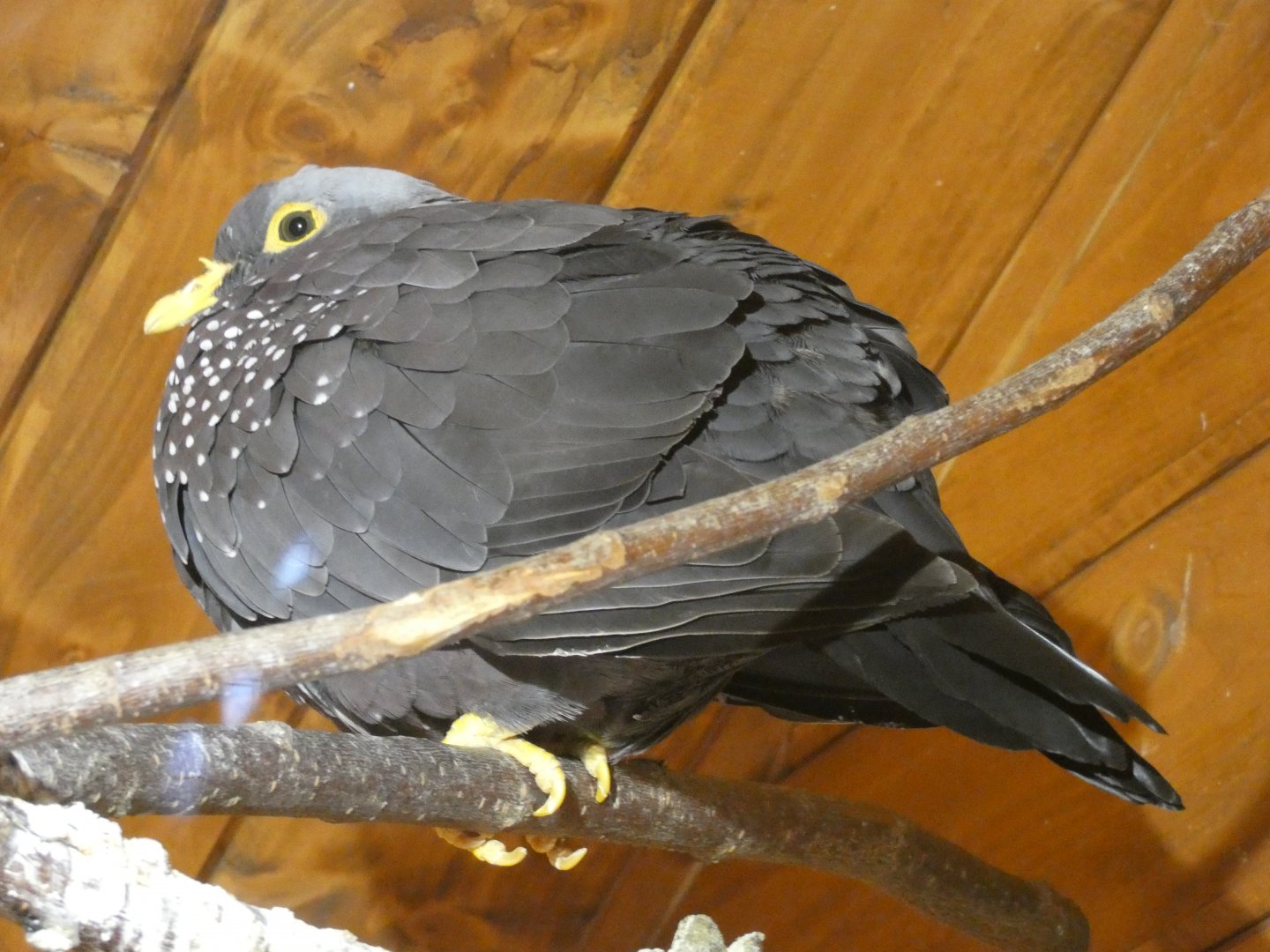 African Olive-Pigeon