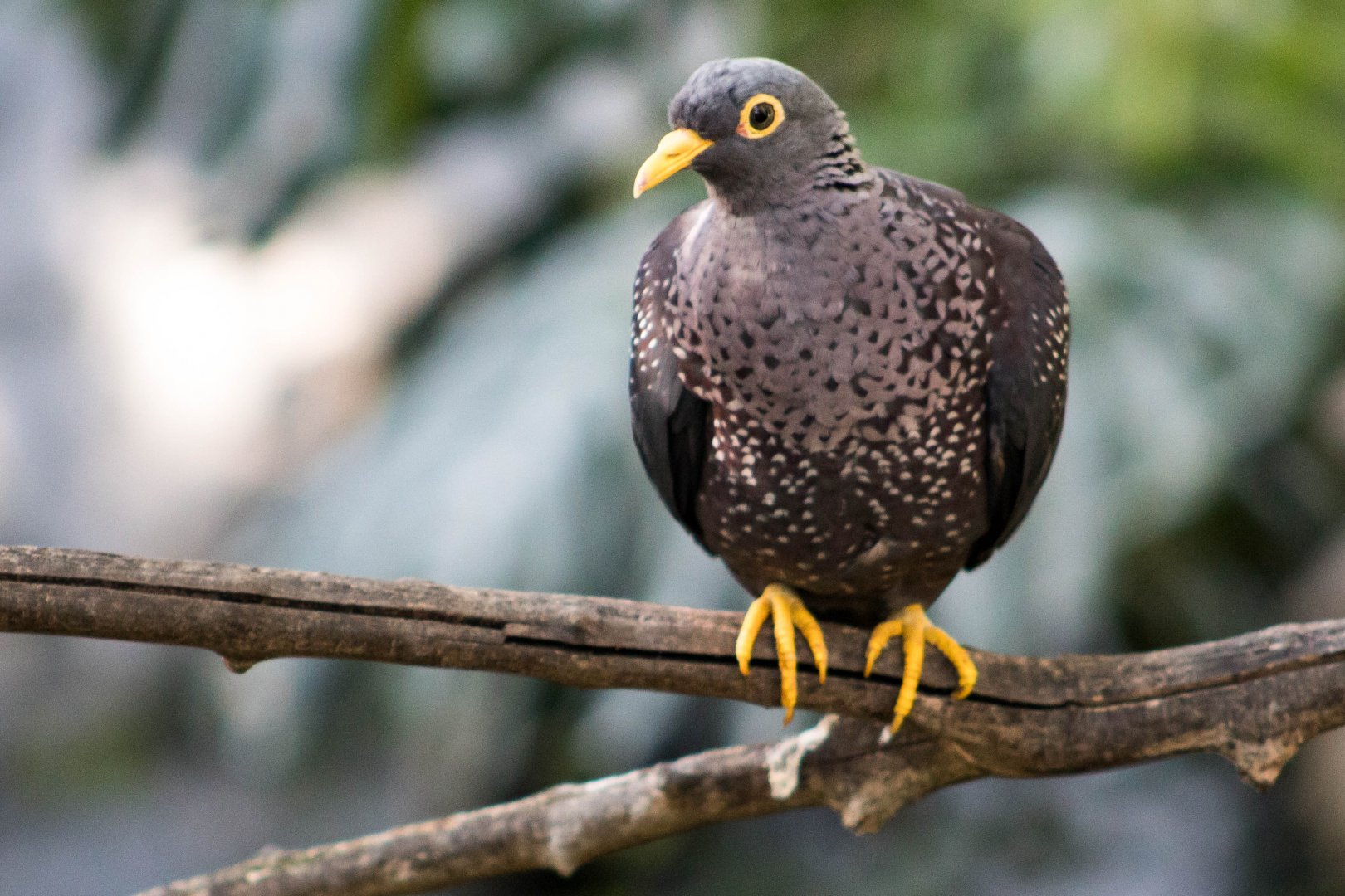 African olive pigeon