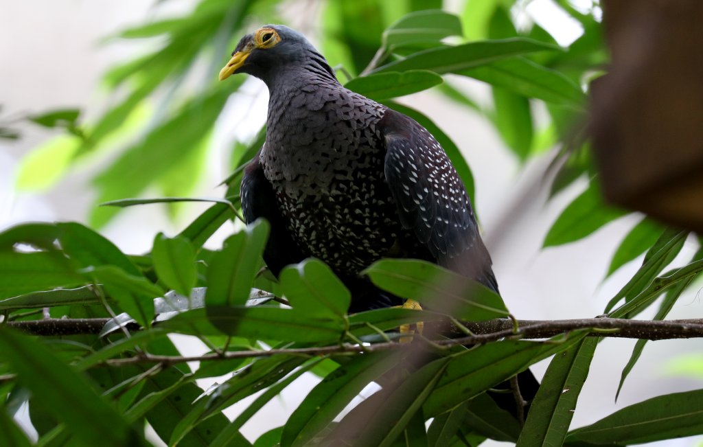 African Olive Pigeon
