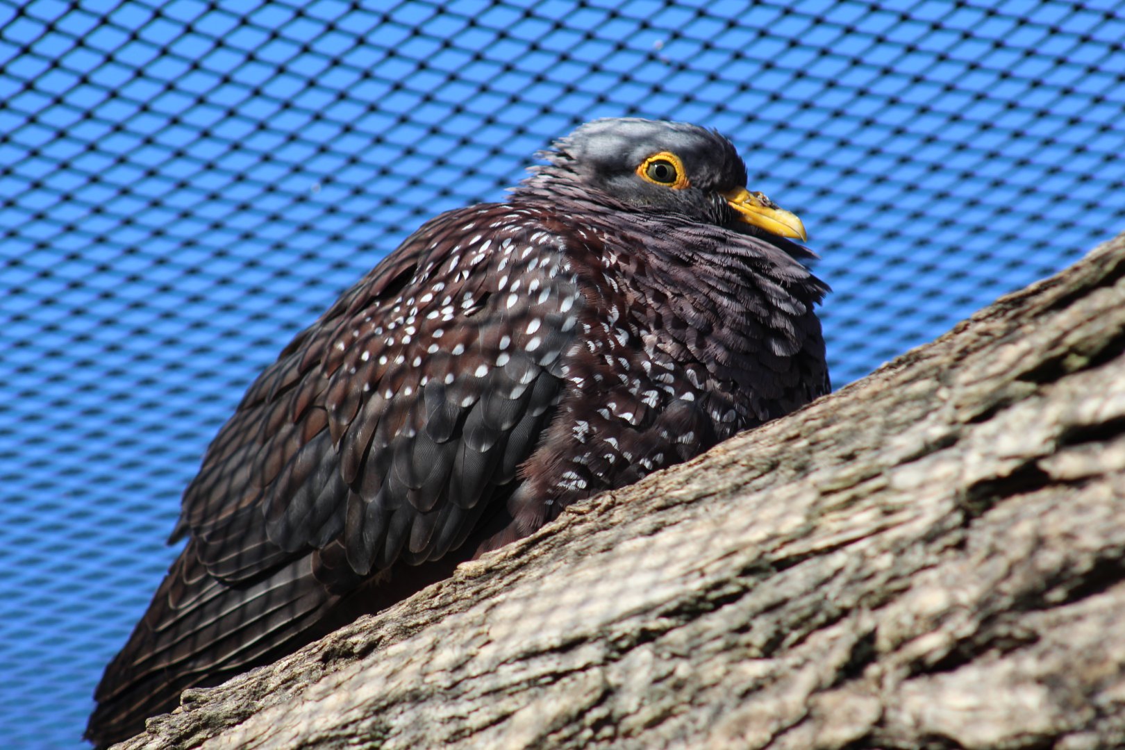 African Olive Pigeon