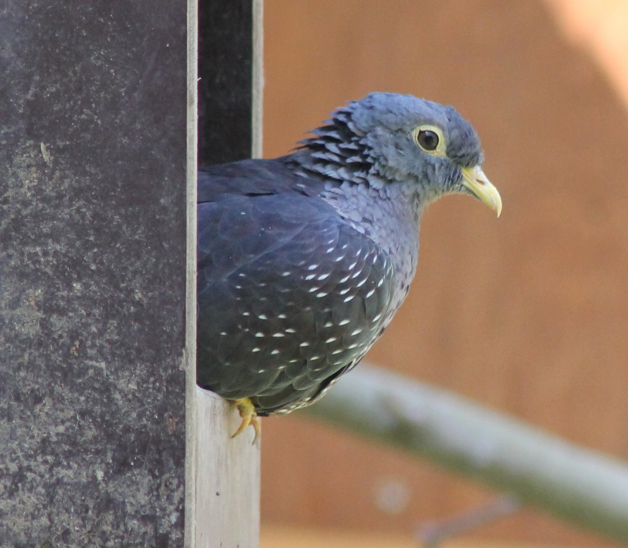 African olive pigeon