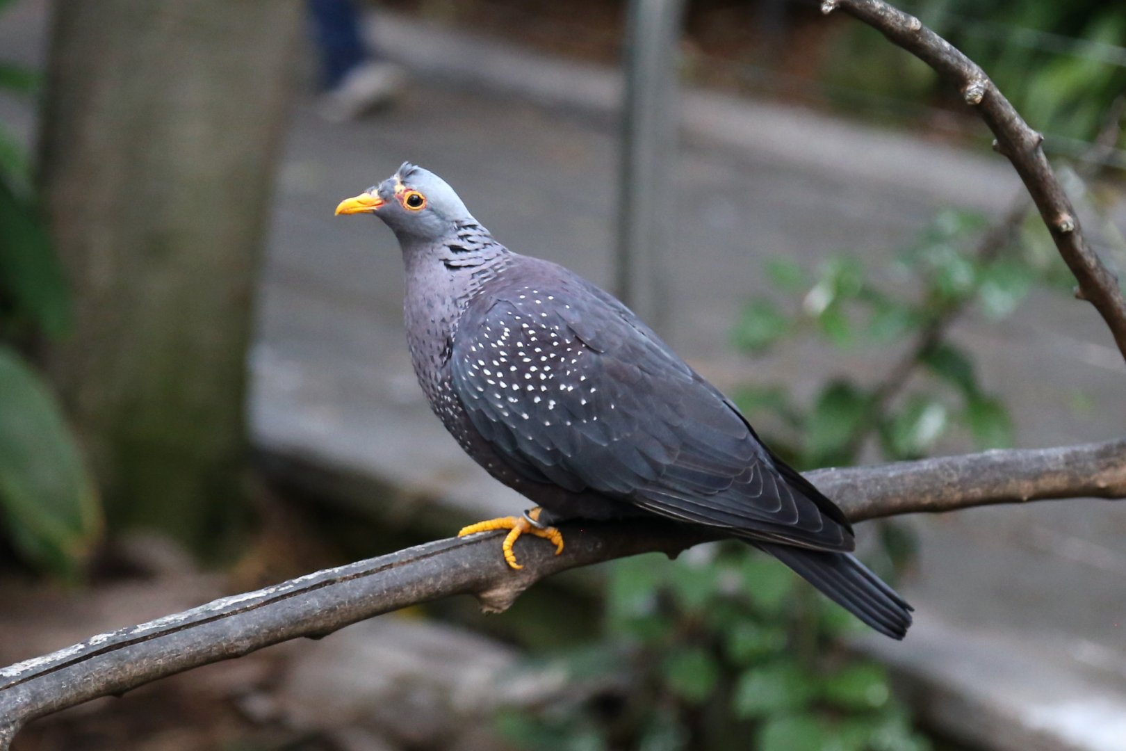African olive pigeon