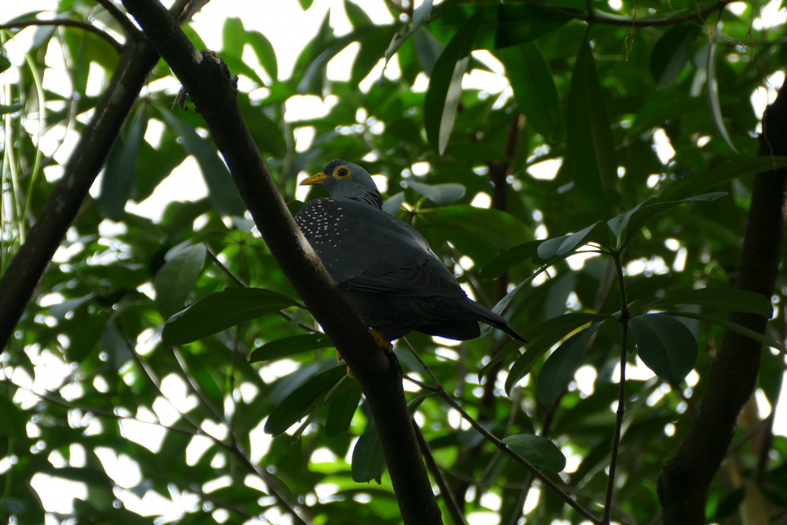 African olive pigeon