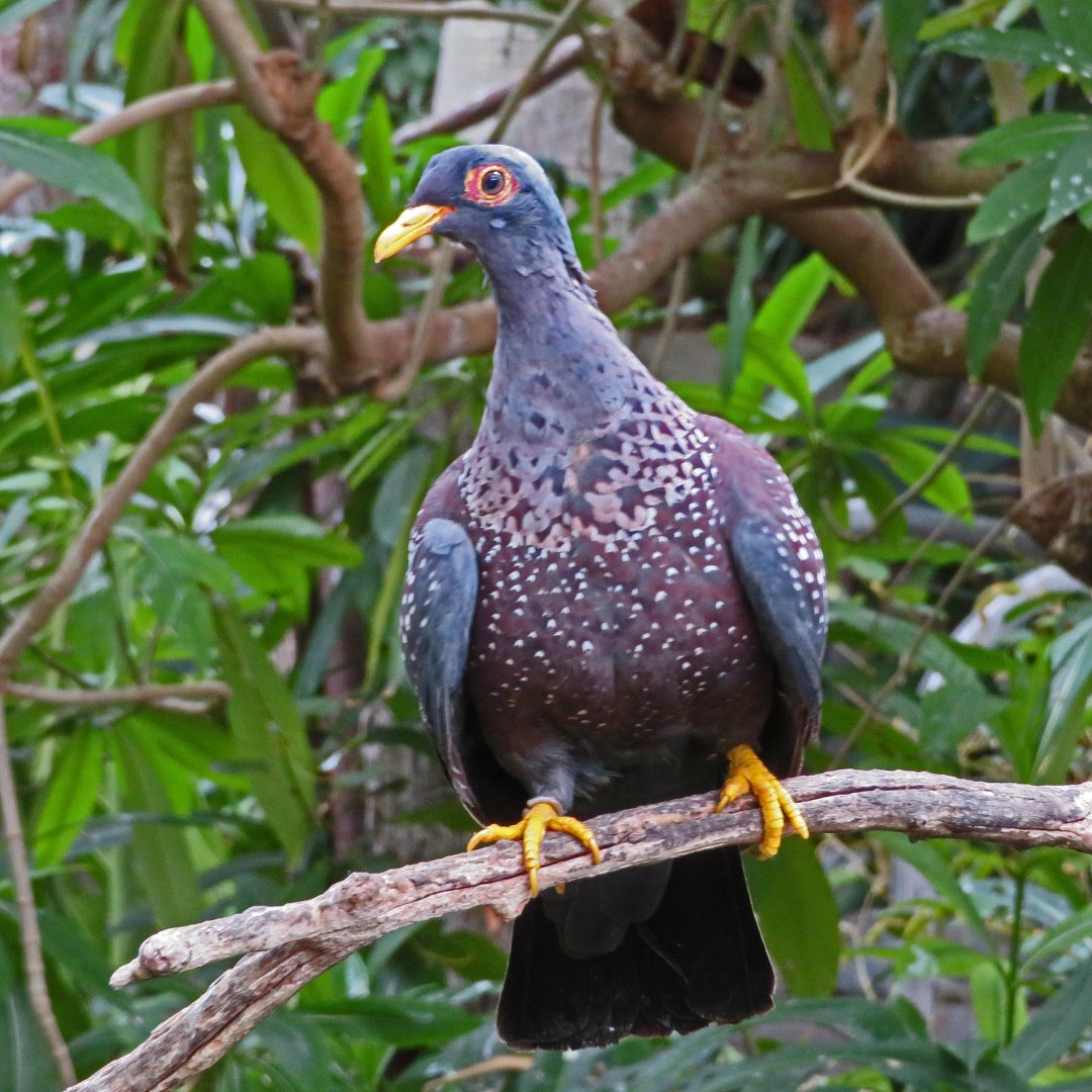 African Olive Pigeon