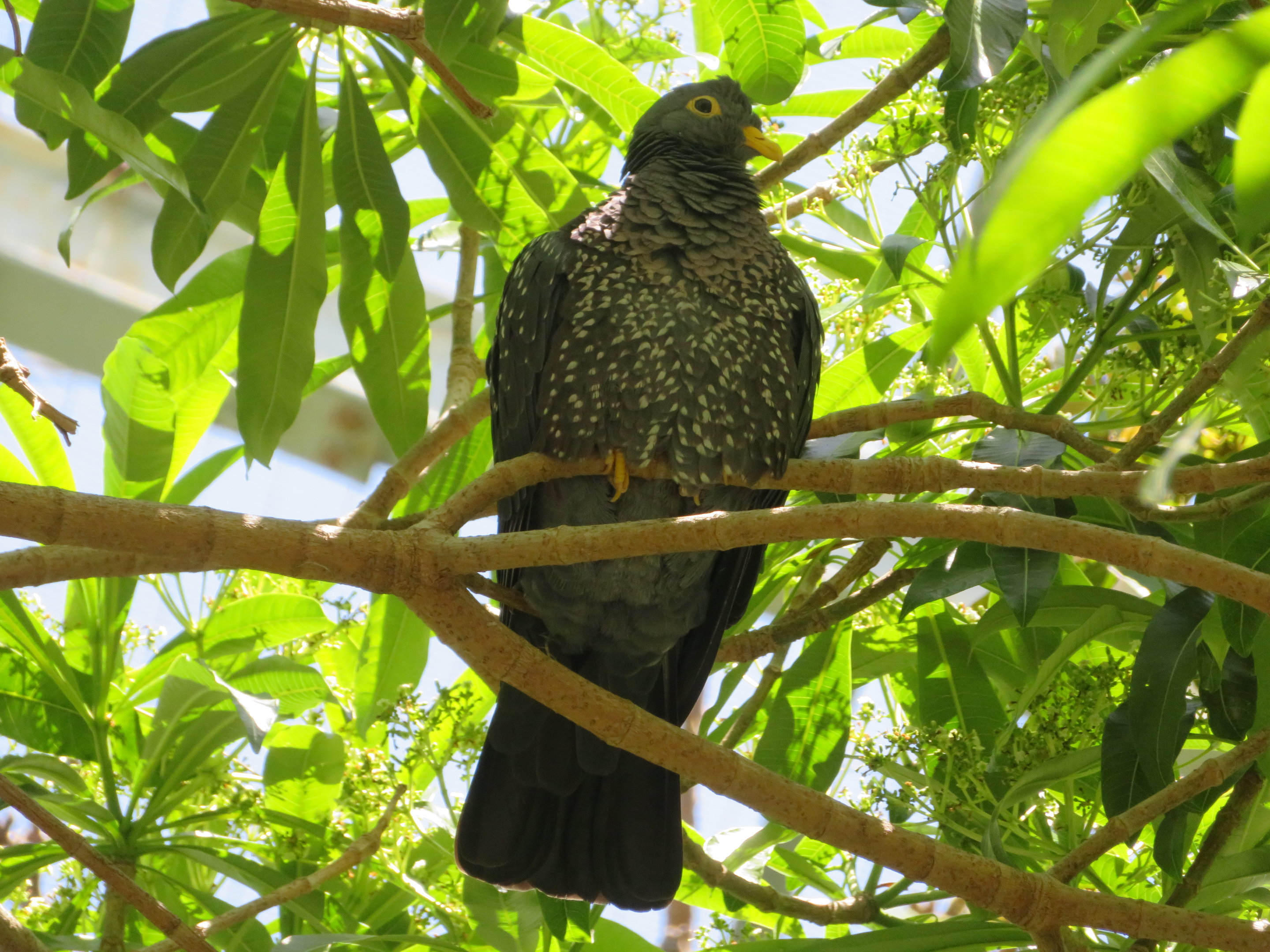 African Olive Pigeon
