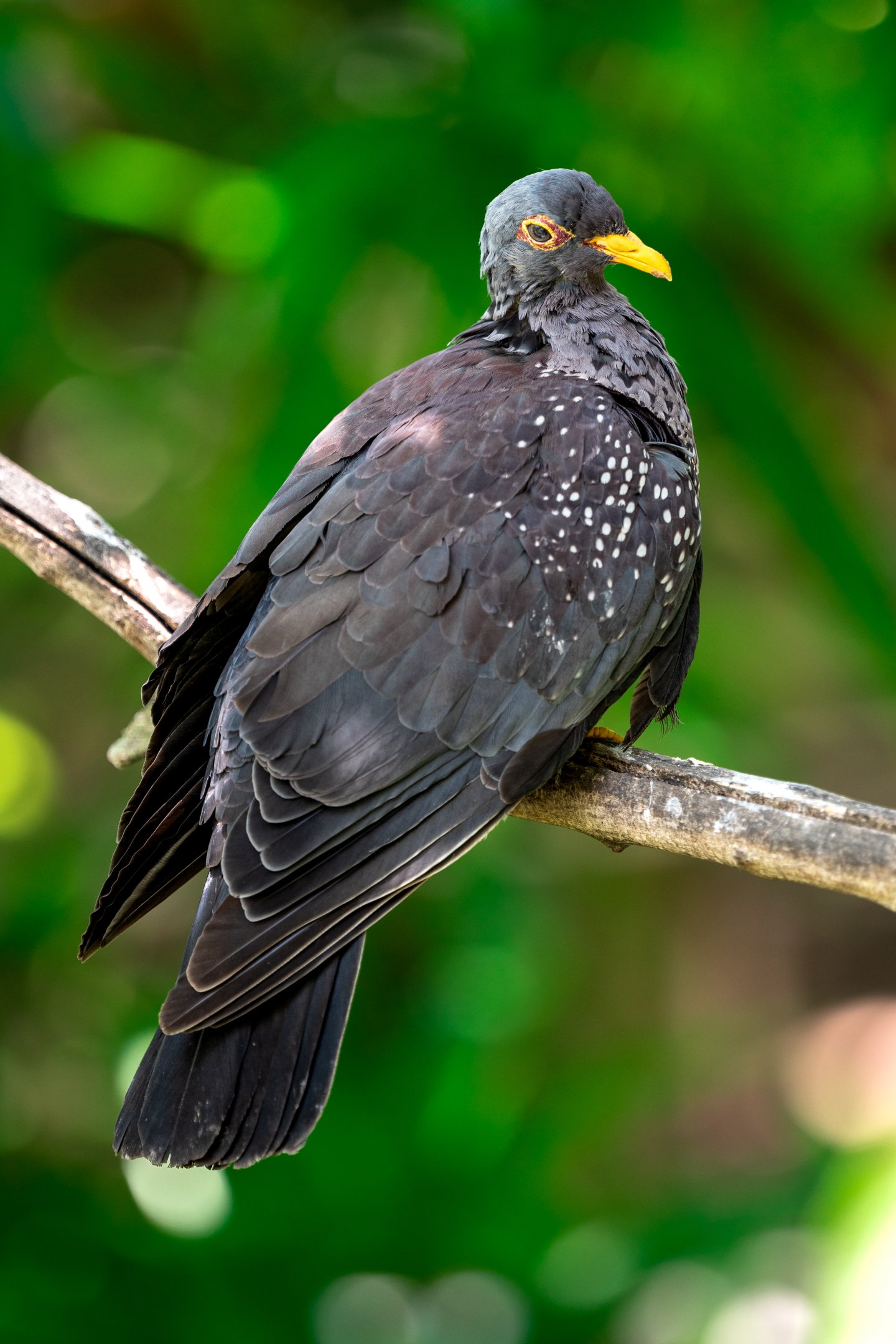 African Olive Pigeon