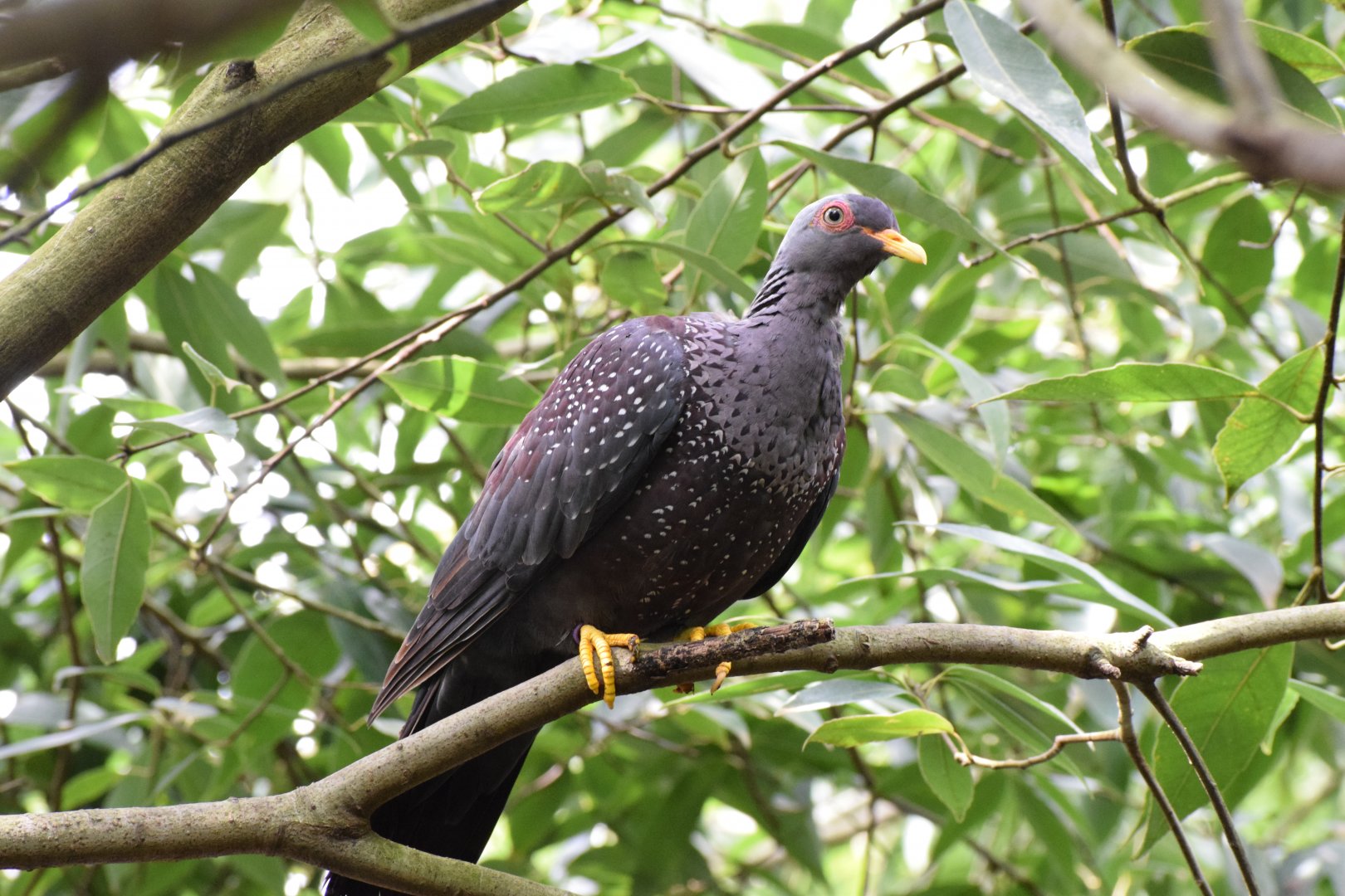 African olive-pigeon