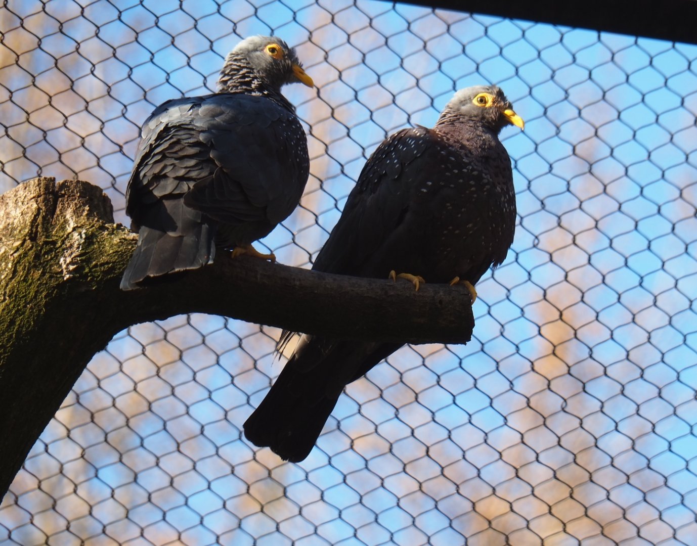 African olive pigeons (Columba arquatrix), Feb 27th, 2019