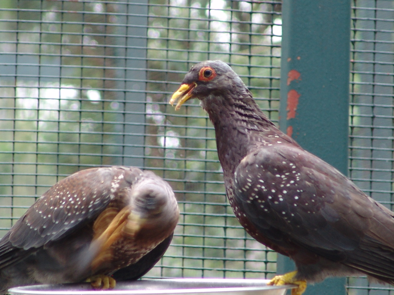 African Olive Pigeons (Columba arquatrix)