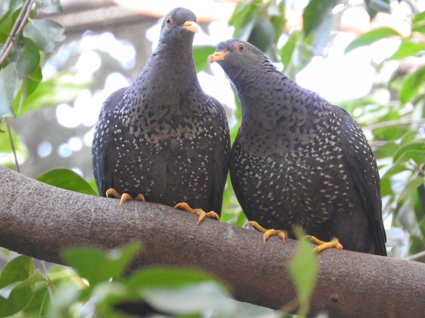 African Olive Pigeons