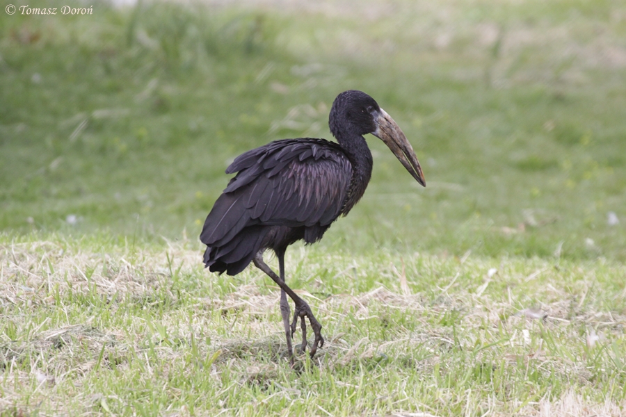 African Open-bill Stork (Anastomus lamelligerus)
