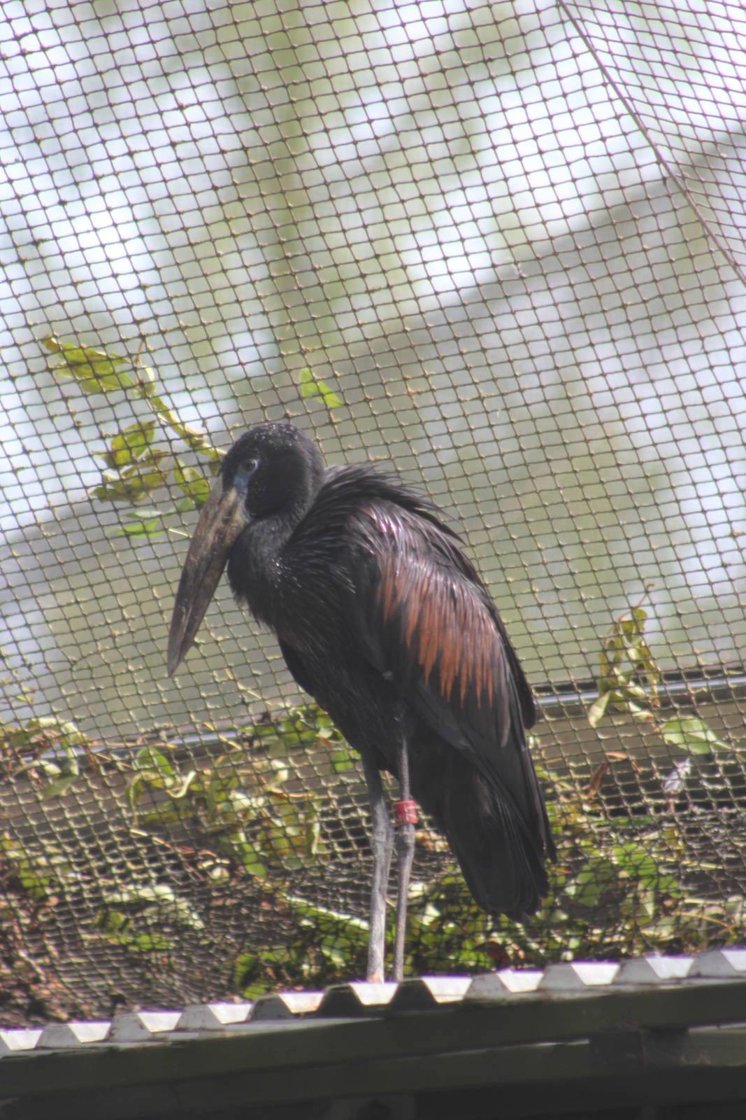 African open-bill stork