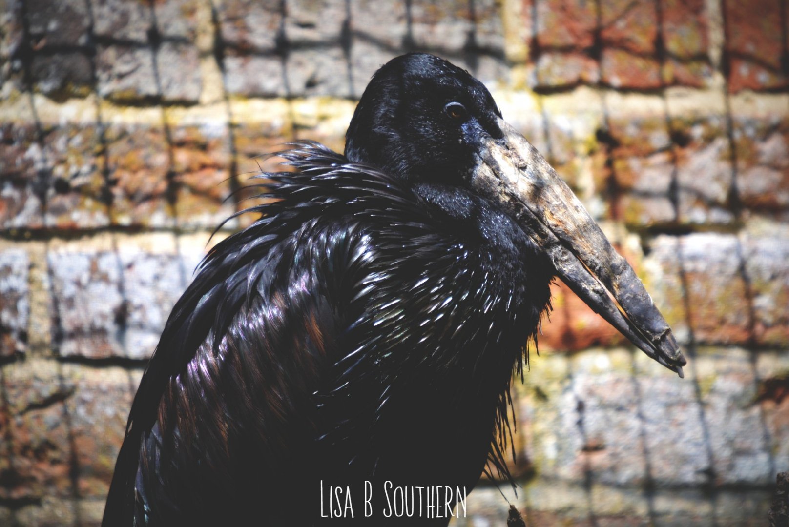 African Open Bill Stork