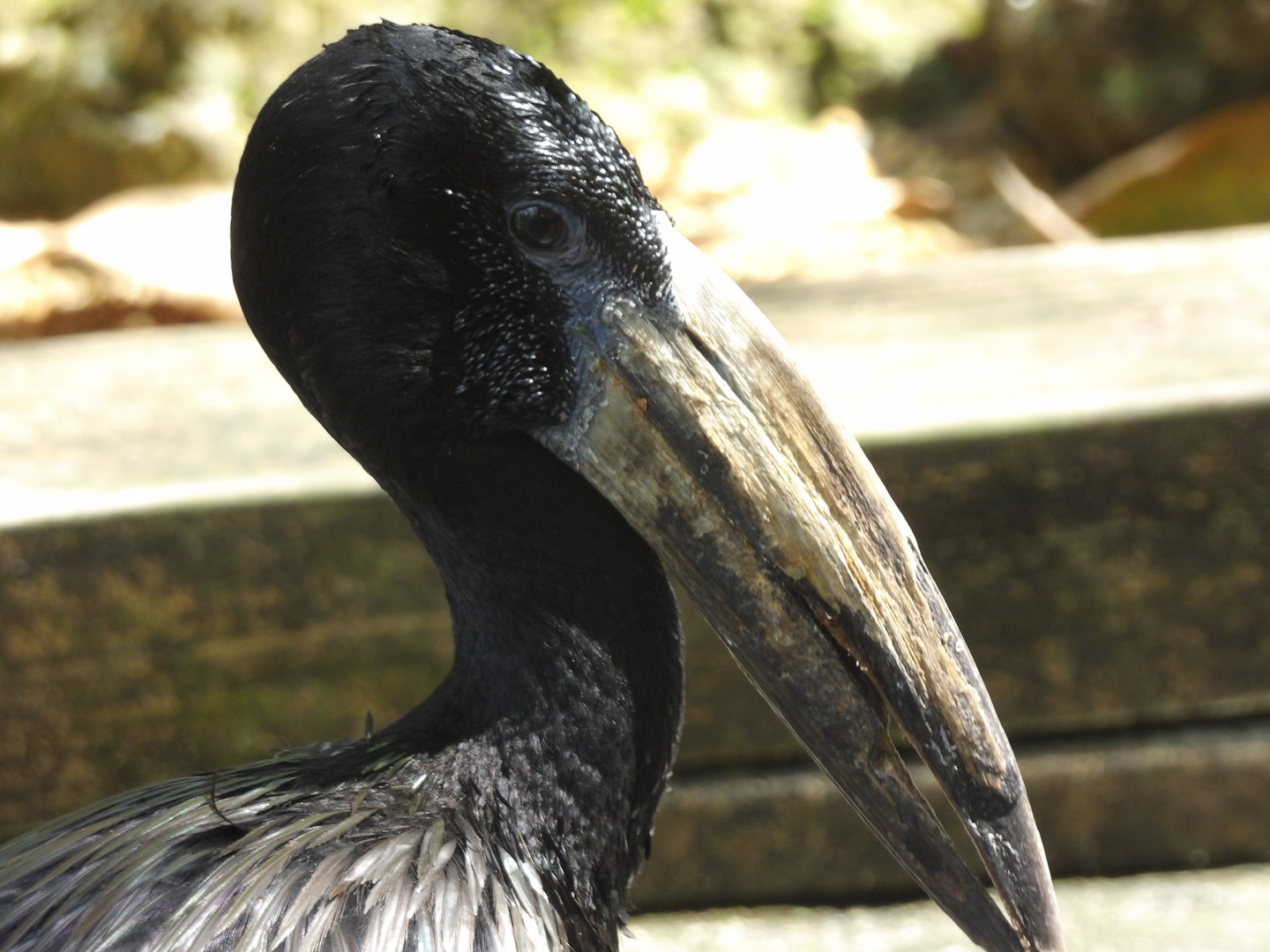African Open-Billed Stork(Anastomus lamelligerus)