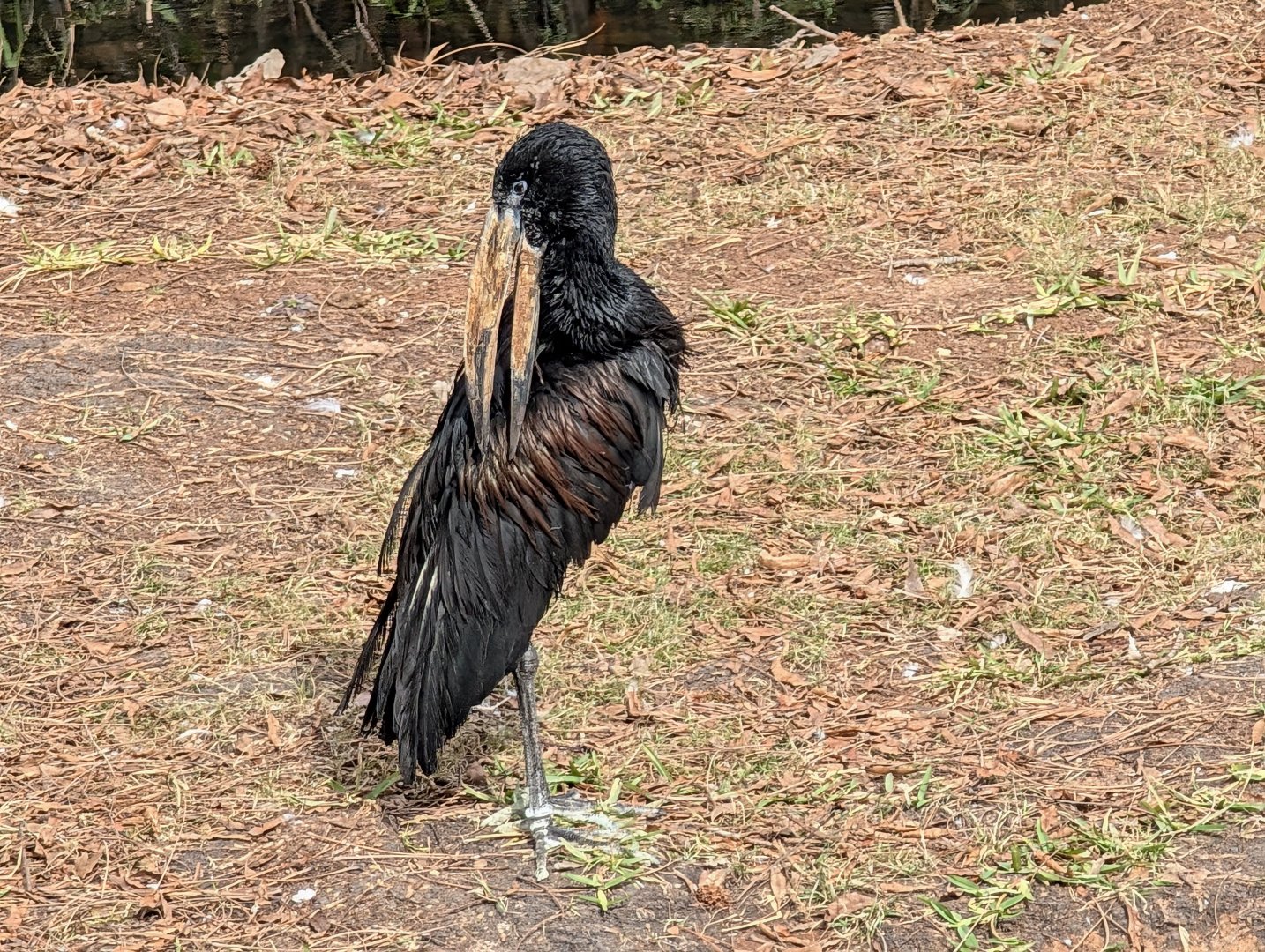 African Open-Billed Stork(Anastomus lamelligerus)