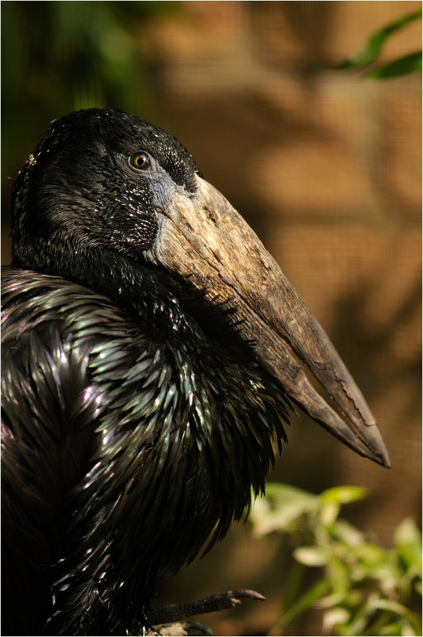 African open-billed stork at Köln Zoo