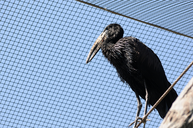 African open-billed stork at Praha Zoo