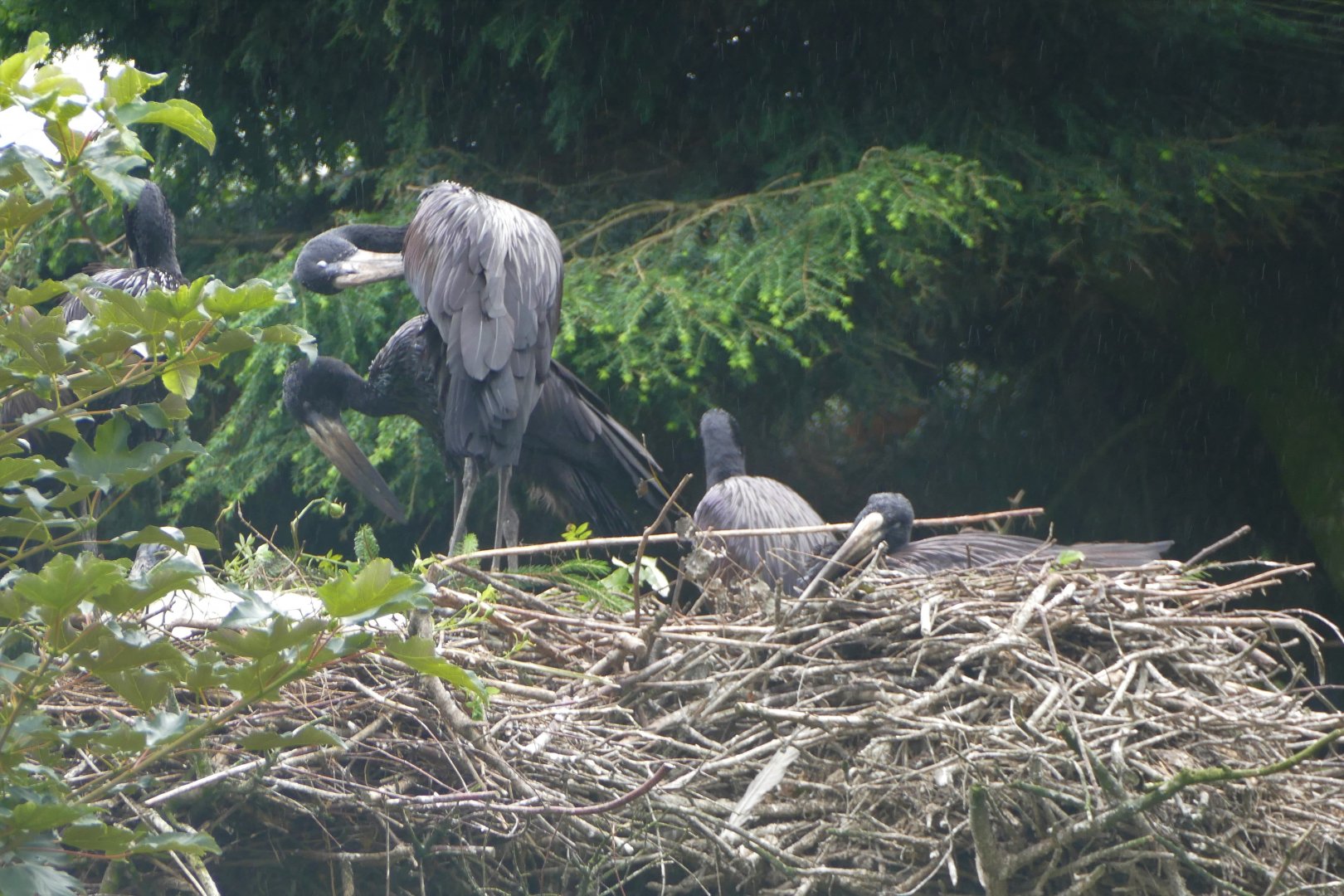 African open-billed stork nest