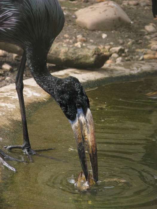 African open-billed stork @ Prague zoo