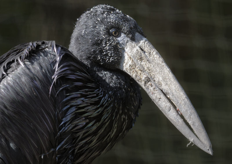 African open billed stork