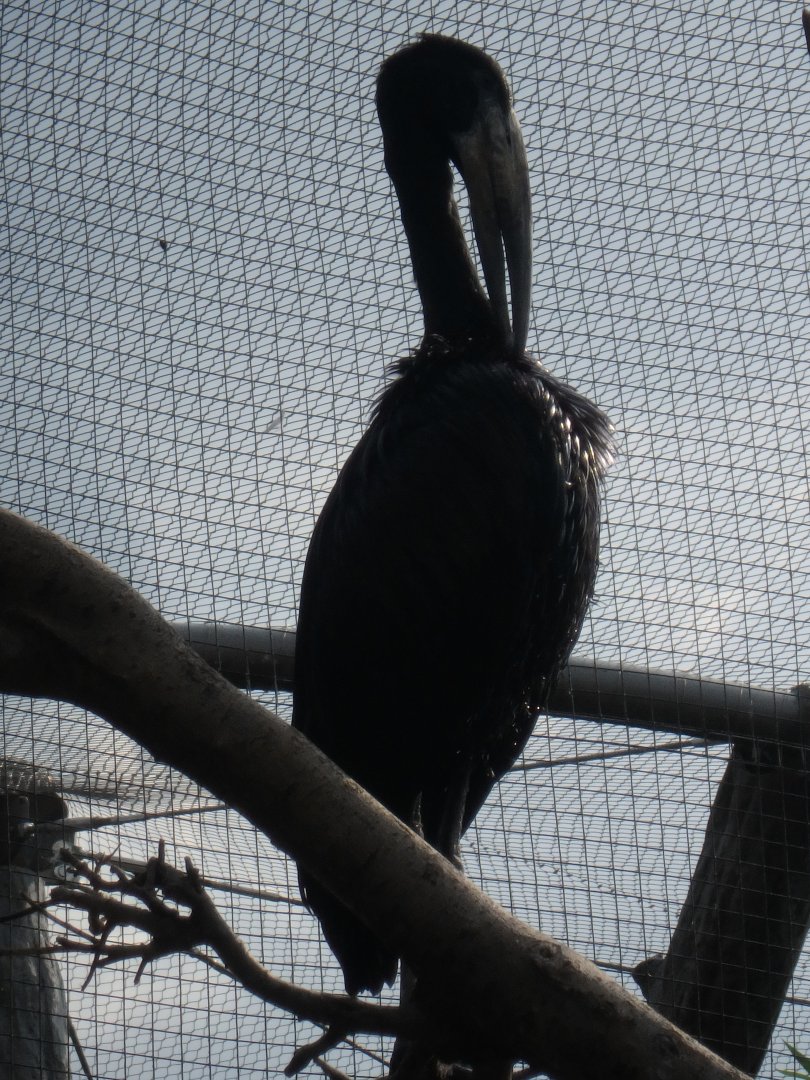 African open-billed stork