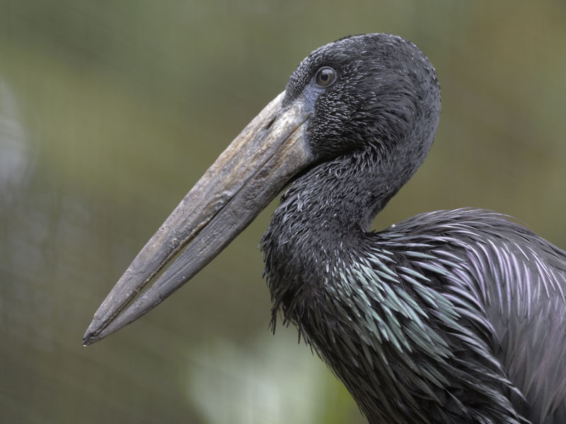 African open-billed stork