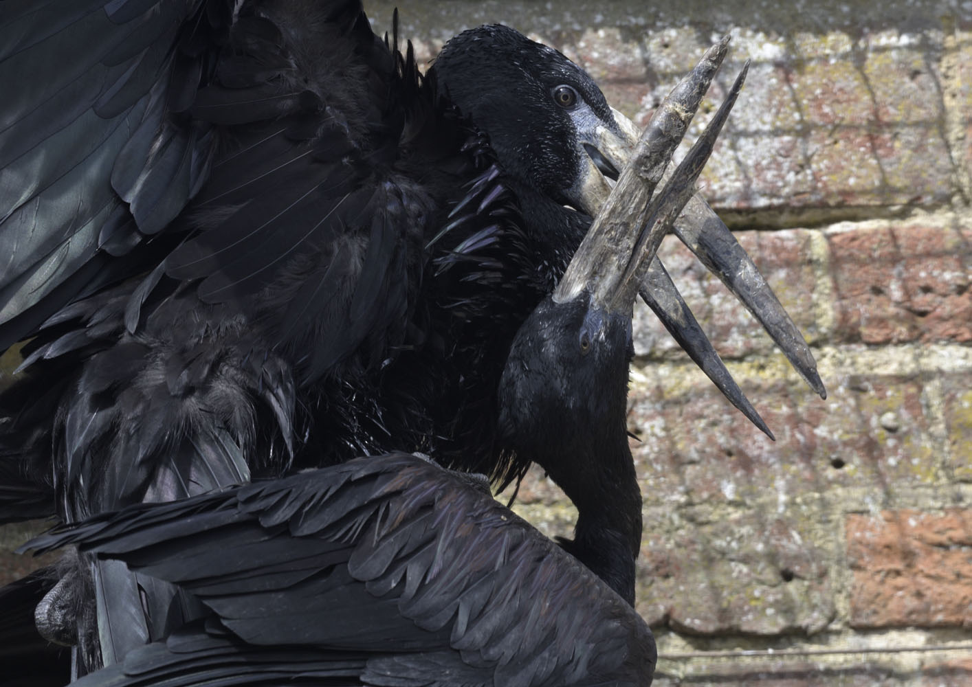 African open-billed storks mating