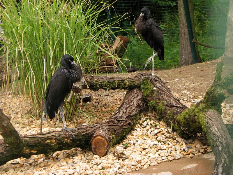 African open-billed storks